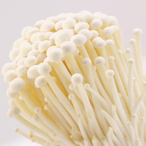 食用菌